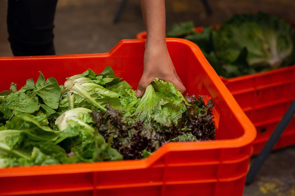 como transportar frutas y verduras 