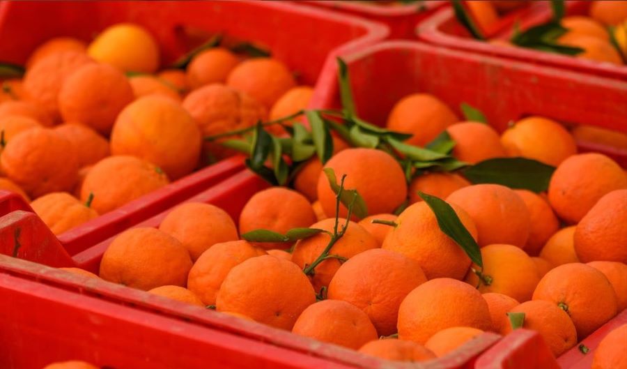cajas de plástico agricolas