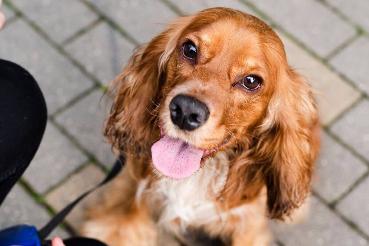 Qué tipo de casa es mejor para un perro